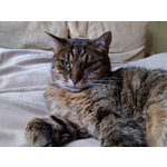 Zdjęcia użytkowników Huawei Ascend G300