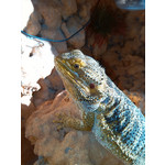 Zdjęcia użytkowników Huawei Ascend G510