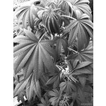 ZDJĘCIA Z TEGO TELEFONU