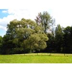 Zdjęcia użytkowników Huawei Ascend G6 LTE