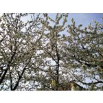 Zdjęcia użytkowników Huawei Ascend G6 LTE