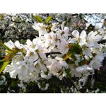 Zdjęcia użytkowników Huawei Ascend G6 LTE