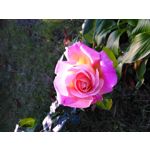 Zdjęcia użytkowników Huawei Ascend G6 LTE