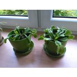 Zdjęcia użytkowników Huawei Ascend G6 LTE