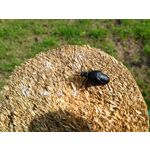 Zdjęcia użytkowników Huawei Ascend G6 LTE