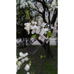 Zdjęcia użytkowników Huawei Ascend G7