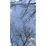Zdjęcia użytkowników Huawei Ascend G7