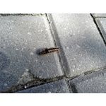 Zdjęcia użytkowników Huawei Ascend Mate 7