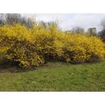 Zdjęcia użytkowników Huawei Ascend Mate 7