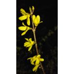 Zdjęcia użytkowników Huawei Ascend Mate 7