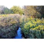 Zdjęcia użytkowników Huawei Ascend Mate 7