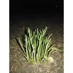 Zdjęcia użytkowników Huawei Ascend Mate 7