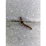 Zdjęcia użytkowników Huawei Ascend Mate 7