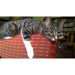 Zdjęcia użytkowników Huawei Ascend P1 Zdjęcia użytkowników Huawei Ascend P1