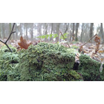 Zdjęcia użytkowników Huawei Ascend P1 Zdjęcia użytkowników Huawei Ascend P1