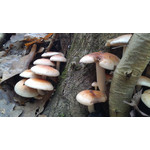 Zdjęcia użytkowników Huawei Ascend P1 Zdjęcia użytkowników Huawei Ascend P1