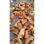 Zdjęcia użytkowników Huawei Ascend P1 Zdjęcia użytkowników Huawei Ascend P1