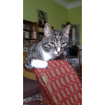 Zdjęcia użytkowników Huawei Ascend P1 Zdjęcia użytkowników Huawei Ascend P1