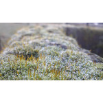 Zdjęcia użytkowników Huawei Ascend P1 Zdjęcia użytkowników Huawei Ascend P1