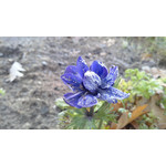 Zdjęcia użytkowników Huawei Ascend P1 Zdjęcia użytkowników Huawei Ascend P1