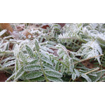 Zdjęcia użytkowników Huawei Ascend P1 Zdjęcia użytkowników Huawei Ascend P1