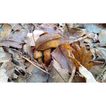 Zdjęcia użytkowników Huawei Ascend P1 Zdjęcia użytkowników Huawei Ascend P1