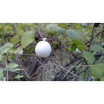 Zdjęcia użytkowników Huawei Ascend P1 Zdjęcia użytkowników Huawei Ascend P1