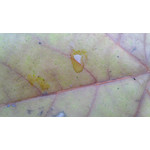 Zdjęcia użytkowników Huawei Ascend P1 Zdjęcia użytkowników Huawei Ascend P1