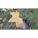 Zdjęcia użytkowników Huawei Ascend P1 Zdjęcia użytkowników Huawei Ascend P1