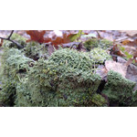 Zdjęcia użytkowników Huawei Ascend P1 Zdjęcia użytkowników Huawei Ascend P1