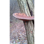 Zdjęcia użytkowników Huawei Ascend P1 Zdjęcia użytkowników Huawei Ascend P1