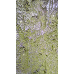 Zdjęcia użytkowników Huawei Ascend P1 Zdjęcia użytkowników Huawei Ascend P1