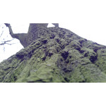 Zdjęcia użytkowników Huawei Ascend P1 Zdjęcia użytkowników Huawei Ascend P1