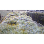 Zdjęcia użytkowników Huawei Ascend P1 Zdjęcia użytkowników Huawei Ascend P1