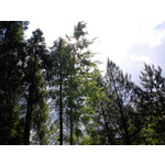 Zdjęcia użytkowników Huawei Ascend P7 Zdjęcia użytkowników Huawei Ascend P7