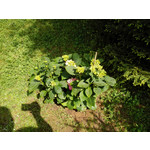 Zdjęcia użytkowników Huawei Ascend P7 Zdjęcia użytkowników Huawei Ascend P7