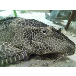 Zdjęcia użytkowników Huawei Ascend P7 Zdjęcia użytkowników Huawei Ascend P7