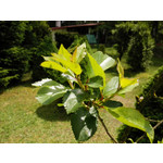 Zdjęcia użytkowników Huawei Ascend P7 Zdjęcia użytkowników Huawei Ascend P7