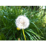 Zdjęcia użytkowników Huawei Ascend Y530