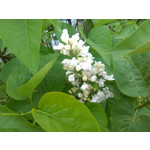 Zdjęcia użytkowników Huawei Ascend Y530