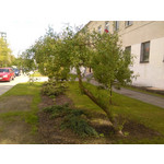 Zdjęcia użytkowników Huawei Ascend Y530