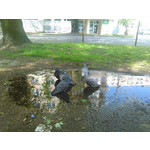 Zdjęcia użytkowników Huawei Ascend Y530