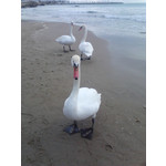 ZDJĘCIA Z TEGO TELEFONU