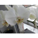 Zdjęcia użytkowników Huawei Honor 3C Zdjęcia użytkowników Huawei Honor 3C