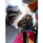 Zdjęcia użytkowników Huawei Honor Holly