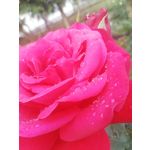 Zdjęcia użytkowników Huawei Mate 10 Lite