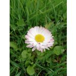 Zdjęcia użytkowników Huawei Mate 10 Lite