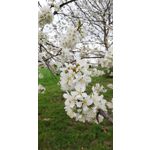 Zdjęcia użytkowników Huawei Mate 10 Lite