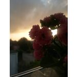 Zdjęcia użytkowników Huawei Mate 10 Lite