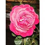 Zdjęcia użytkowników Huawei Mate 10 Lite